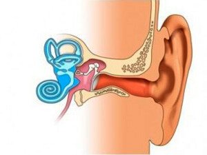 KERLIK: GÖRNÜŞLERI, ALAMATLARY, BEJERGISI, ÖŇÜNI ALYŞ ÇÄRELERI