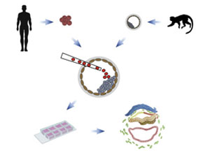 adam maymyn duwuncek