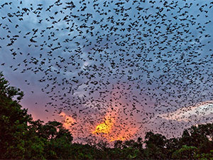 haywanlaryn gocusligi