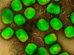 maymyn mamasynyn yayramagy