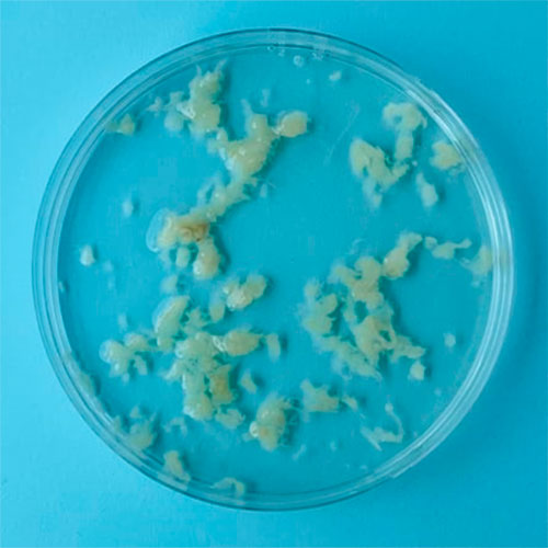 4 hepdelik gowrelilik