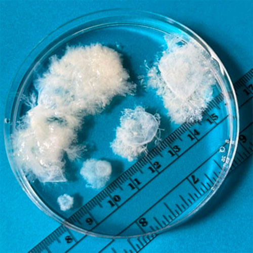 5 9 hepdelik gowrelilik