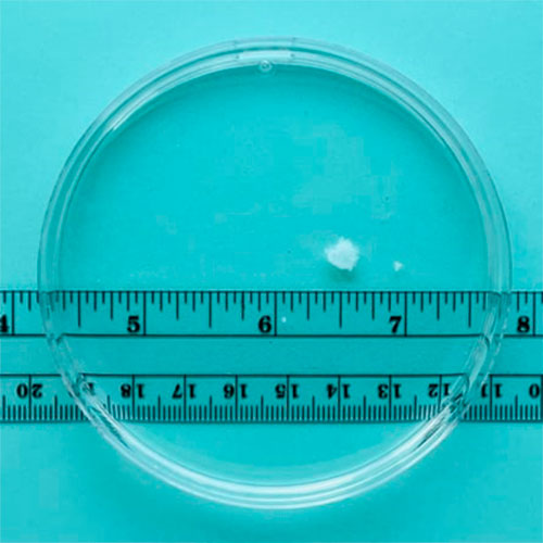 5 hepdelik gowrelilik