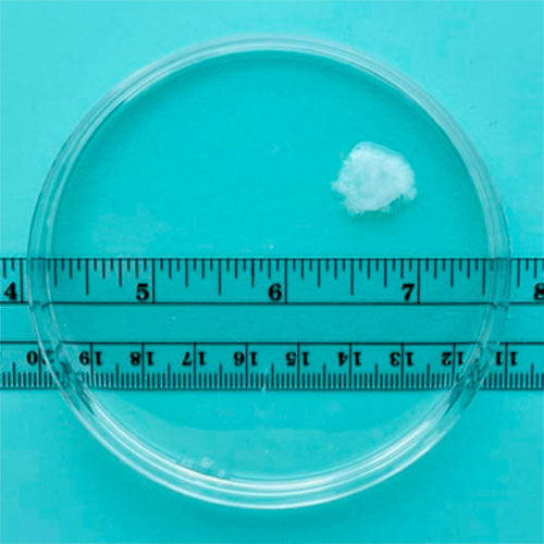 6 hepdelik gowrelilik