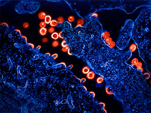 aiw waksinasy basa barmady