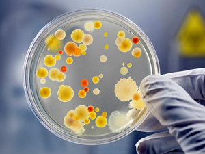 antibiotik durnuklylygy