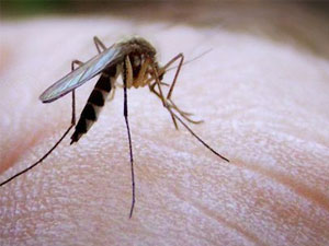 cybynlaryn yayradyan keselleri kopelyar